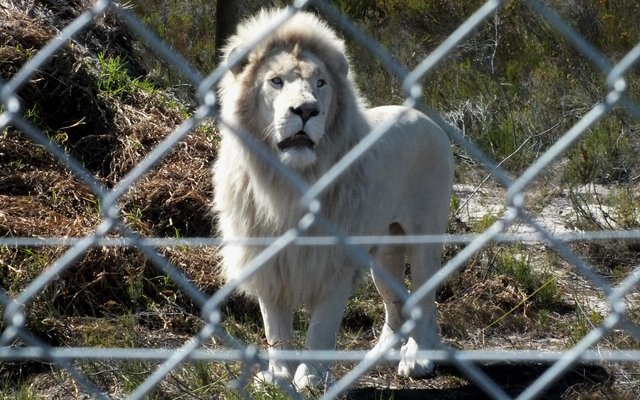 Neptune, die sagmoedige wit leeumannetjie by Panthera Africa met die bynaam van â€œSkapieâ€